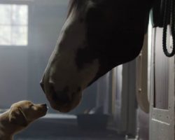 This Super Bowl TV Commercial From Budweiser Will Probably Make You Cry