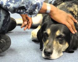 Black Labrador Enters A Room Full Of Servicemen… Now Watch What He Does, WOW!