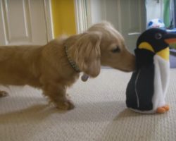Dachshund vs Penguin