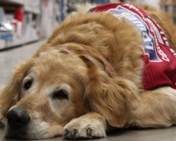 Veteran Can’t Work Without His Service Dog So A Company Hired Them Both