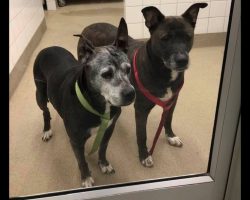 Senior dogs seeking new home after being abandoned by owners inside Petco bathroom