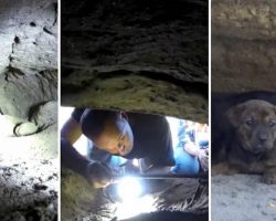 Rescuers Try Saving 8 Pups From Cave-Left Shocked When They Get Closer Look…