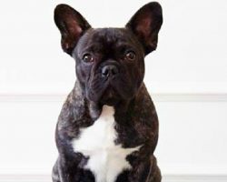 21 Adorable Advice From French Bulldogs