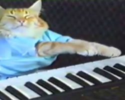 The Piano-Playing Cat