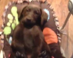 They Put Their Labrador Puppy In The Baby Swing. They Did NOT Expect THIS!