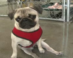 This Is The Amazing Story Of Pepe The Paralyzed Pug. He Didn’t Let His Disability Slow Him Down!