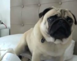 The Many Voices Of A Pug
