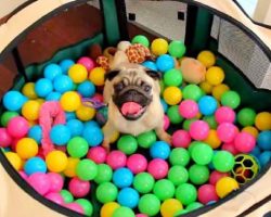 This Pug Will Remind You How Much Fun Ball Pits Can Be!