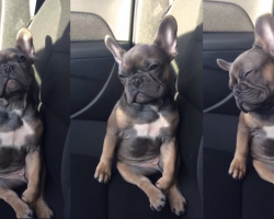 Adorable French Bulldog puppy trying hard to stay awake!