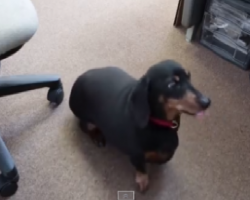 This Dachshund has an interesting way of performing his rollover trick