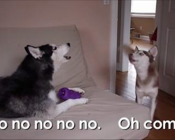 Husky Tries To Convince Her Sister To Share A Toy