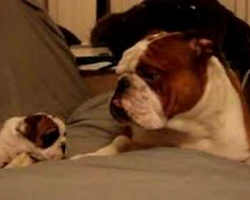 Tough English Bulldog Daddy Meets Even Tougher Daughter For The First Time!
