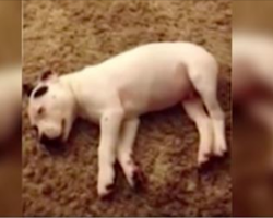 Dad Captures Adorable Puppy Wake Himself Up In Fright Of His Own Thunderous Fart