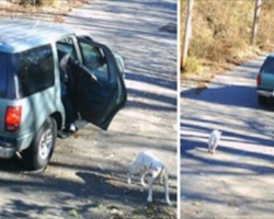 Pit Bull Abandoned On Camera Is All Wags When 30 Minutes Later Something Wonderful Happens