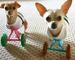 Chihuahua siblings are born with 2 legs each, doesn’t stop them from living life to the fullest