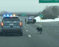 Stray dog walks onto freeway. Cops close down highway and rescue the dog