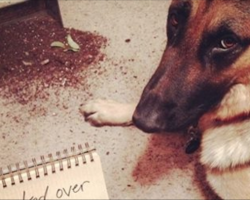 12 Shamed German Shepherds Who Are Sorry (But Not Really)