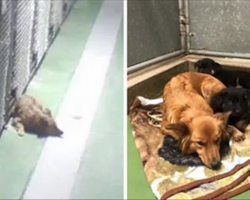 Security cameras capture dog sneaking out of her kennel to comfort lonely foster puppies