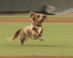 Runaway Wiener Dog Crashes Ball Game And Has The Time Of His Life