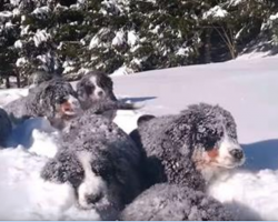 These Bernese Mountain Dog Puppies Playing In The Snow Will Chase Away The Winter Blues