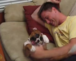 Man Playing With His Boxer Puppy Is What Pure Happiness Looks Like