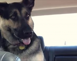 [Video] German Shepherd Tells Grandma She Loves Her In The Most Adorable Way