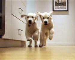 Puppies Grow Up Over 9 Months In Adorable Dinner Dash Timelapse