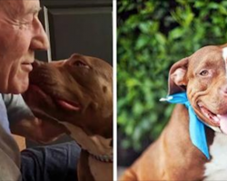 Patrick Stewart Meets His First Pit Bull Foster And They Both Fall In Love