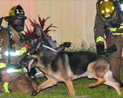 Mom screams for kids outside burning home. That’s when dog races inside with firefighters