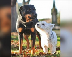 What Happens When A Rottweiler Breeds With A West Highland Terrier?