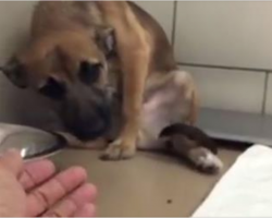Abused puppy is terrified of humans. Then woman extends hand and reminds him what love is