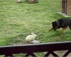 Rottweiler sees a rabbit outside and takes off running, but I’m glad they got this on camera