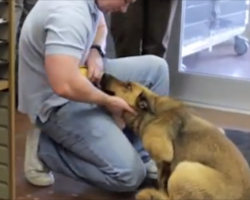 Dog Lost and Alone For Seven Months Reunites With Her Family