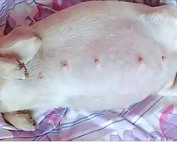 Pregnant Chihuahua Has Giant Belly, But Goes Into Labor To Reveal An Even Bigger Secret