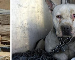 Abused puppy spent years chained in a shack, finally learns what love feels like