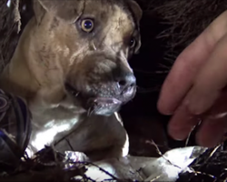 Pit bull who’d just given birth was found in the rain. Then he reaches for one of her puppies
