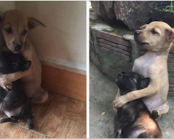 2 stray puppies were rescued, and they refuse to stop hugging each other