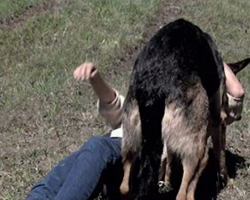 Dog comes out of nowhere to help a woman in a car wreck, and it’s incredible