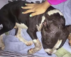 Severely beaten puppy collapses on her porch, makes miraculous recovery with love and care