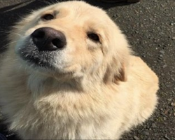 Dog That Lost Her Babies to Barn Fire Fosters 8 Orphaned Puppies After Their Mom Died