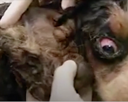 Vets Shave Down This Neglected Puppy’s Matted Fur – And Are In For A Huge Surprise