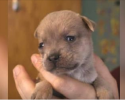 2-Day-Old Puppy’s Mother Was Killed in a Car Accident, but the Shelter Workers Soon Figured out How to Help