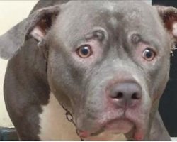 The Pit Bull Who Was Heartbroken When Realized She Was Left At Shelter Finds A Family