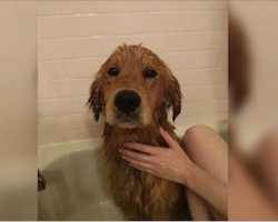 He Finds Abandoned Dog Sitting Alone In The Rain, But Then He Sees Something In His Fur…