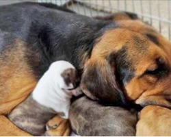 Nearly-Euthanized Mama Adopts 5 Orphaned Pit Bull Puppies