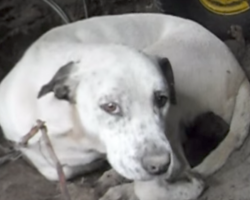 He Thought He Saw A Stray Dog Behind His House, But Wasn’t Prepared For THIS!