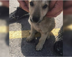 Police Rescue Puppy Locked In Car In 100-Degree Weather And Arrest Owner