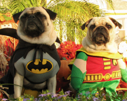 Pug Sings Batman Theme Song [HILARIOUS]