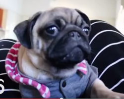 Adorable Pug is showing us how Yawning should be done!