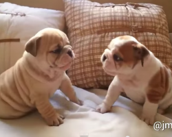 Two English Bulldog puppies playing together! Double Cuteness!